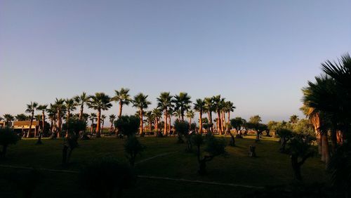 Palm trees against clear sky