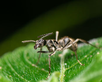 Close-up of ant on leaf