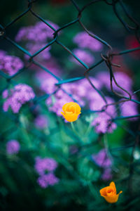 Close-up of yellow flower