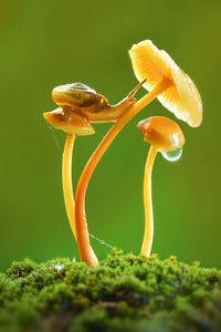 Close-up of mushroom growing on plant