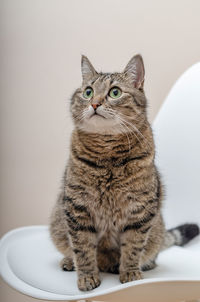 Portrait of a big tabby cat. sitting . looking away. close-up.