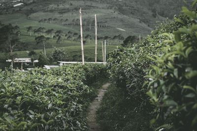 Plants growing on field