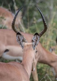 Close-up of a deer