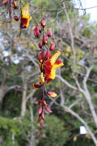 Close-up of red flowering plant