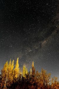 Low angle view of trees against star field sky at night