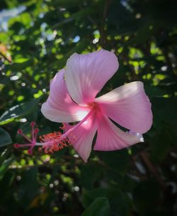 Close-up of pink flowering plant