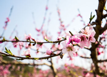 Low angle view of pink flowers on branch