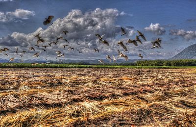 Birds flying over landscape against sky