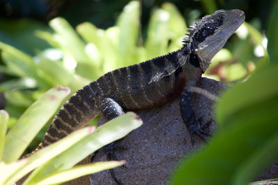 Close-up of iguana on stone amidst plants