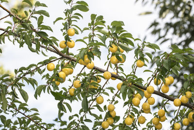 Low angle view of fruits growing on tree against sky