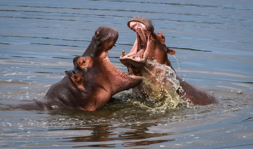 Hippos in water