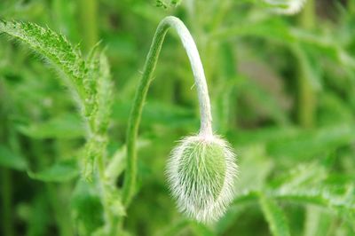 Close-up of fresh green plant