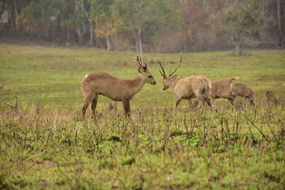 Deer in a field