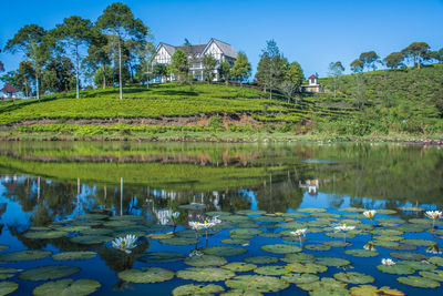 Beautiful views of houses, lakes and white lotus plants