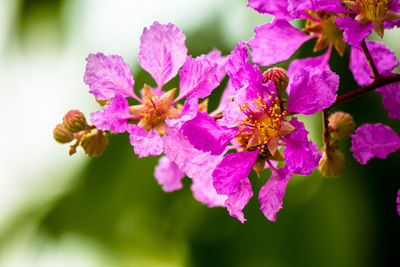 Close-up of pink cherry blossoms