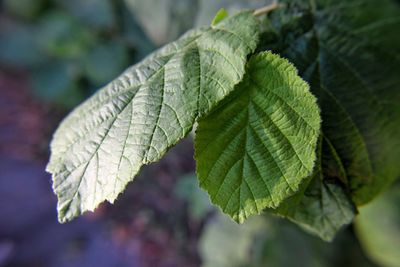 Close-up of leaves