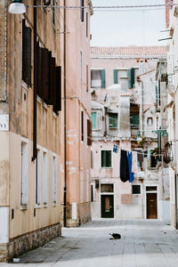 Dog sitting in alley amidst buildings