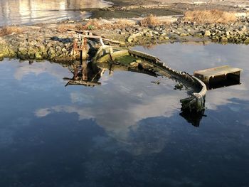 Reflection of tree in puddle