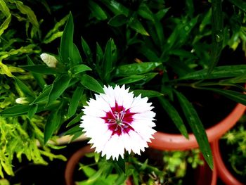 Close-up of white flowering plant