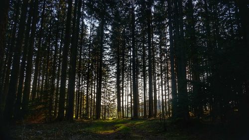 Trees in forest