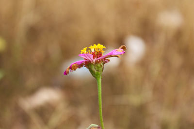 Close-up of pink flowering plant