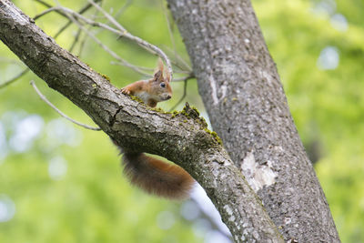 Squirrel on tree trunk