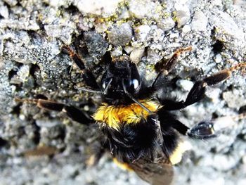 Close-up of bee on rock