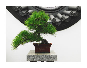 Close-up of potted plant against white background