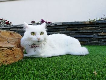 Portrait of cat sitting on grass