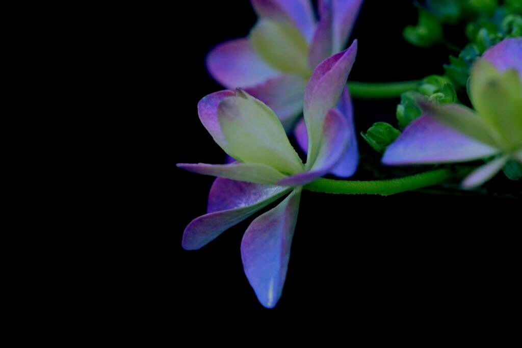 flower, petal, freshness, fragility, studio shot, flower head, black background, close-up, purple, beauty in nature, growth, nature, copy space, pink color, plant, blooming, no people, blossom, in bloom, stem
