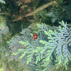 Close-up of ladybug on plant