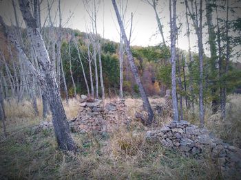 Scenic view of forest