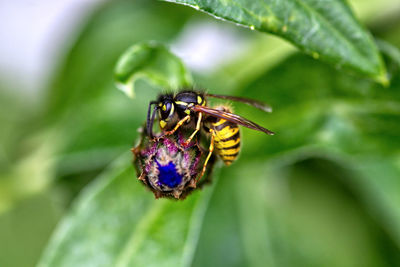 Close-up of insect on purple flower