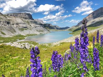 Purple flowering plants on land by mountains against sky