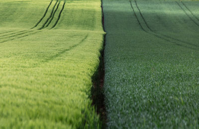 Scenic view of agricultural field with two green colors