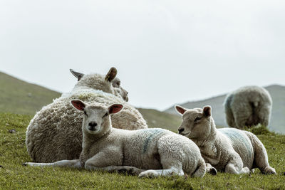 Sheep relaxing on field against sky