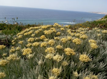 Close-up of yellow flowers blooming on field by sea against sky