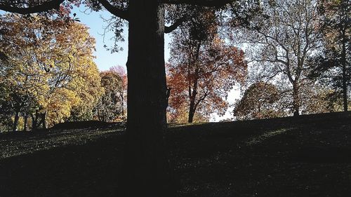 Silhouette of trees seen through window