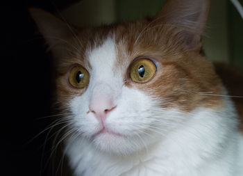 Close-up portrait of cat