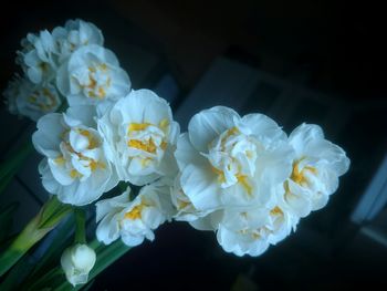 Close-up of white flowers