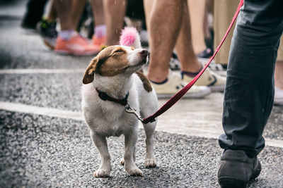 Low section of people with dog on street