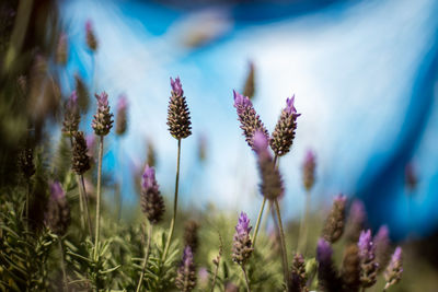 Close-up of purple flowers