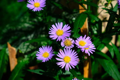 Close-up of purple flowers