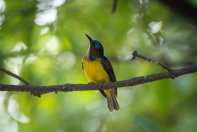 Brown-throated sunbird, anthreptes malacensis perched on branch
