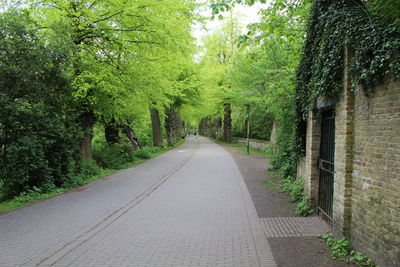 Road amidst trees