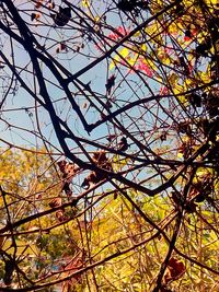 Low angle view of flower tree against sky