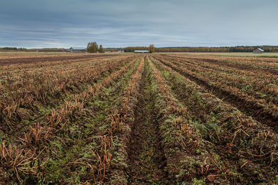 Scenic view of agricultural field against sky