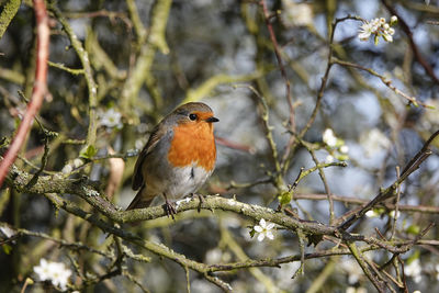 Close-up of bird perching on branch