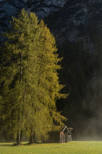 Trees on field in forest