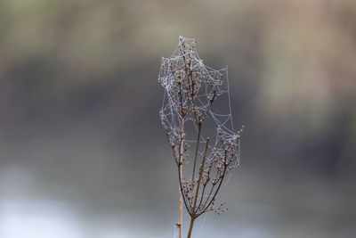 Close-up of dry leaf on plant